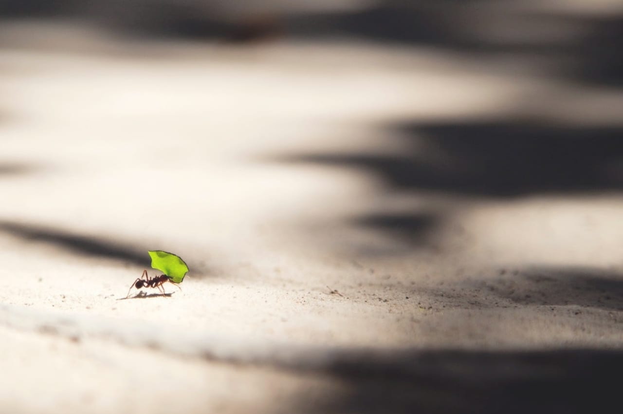Tiny ant with tiny leaf